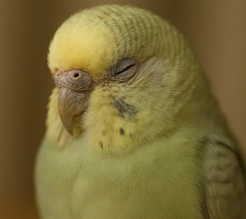 老鳥の行動