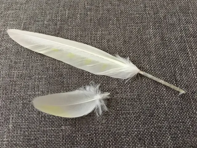 PBFDなどの病気で抜けた可能性のある、根元が変形したオカメインコの羽根