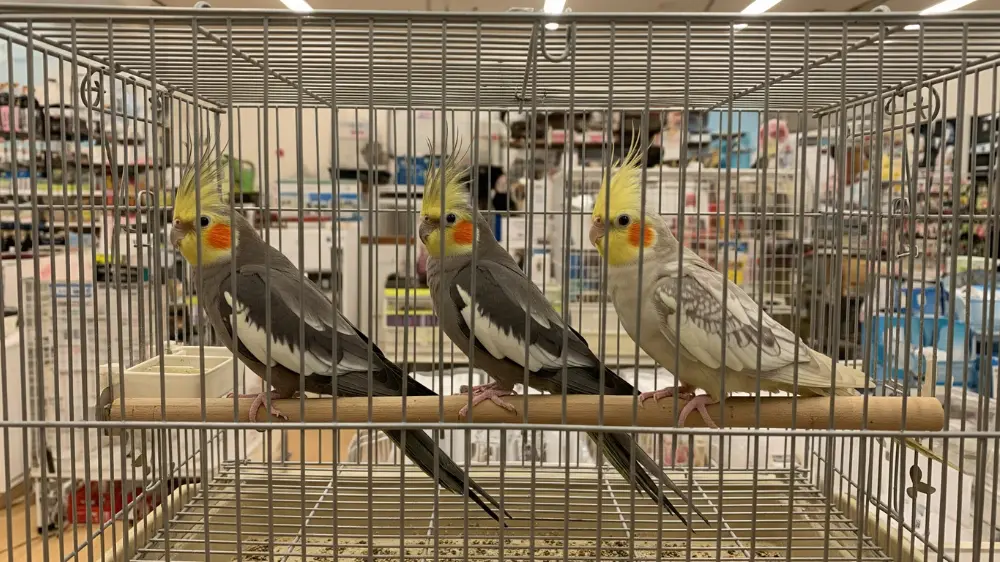 ペットショップで販売されている様々な値段のオカメインコたち。選び方の参考画像