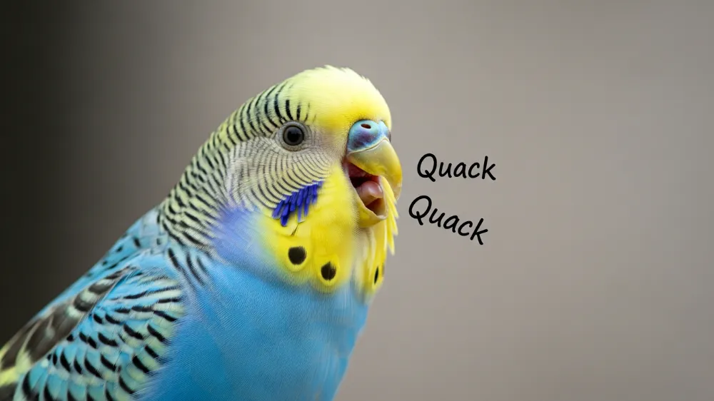 アヒルみたいな鳴き声で首をかしげるセキセイインコ。声の特徴と原因を解説するイメージ