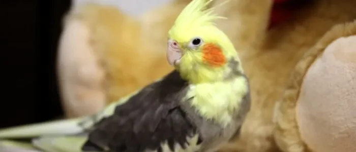 オカメインコパイドメス
