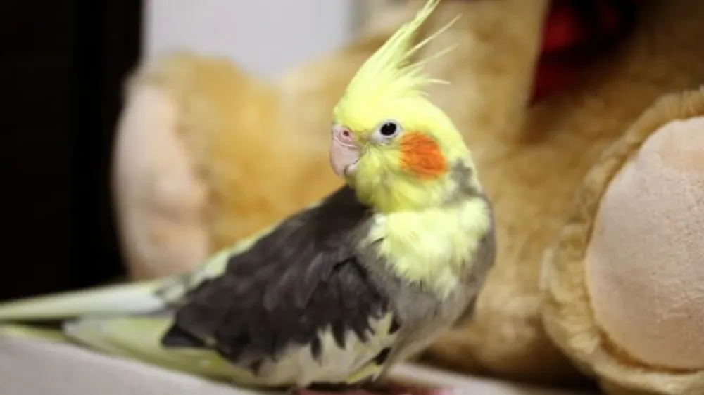 白とグレーのまだら模様が個性的なオカメインコ・パイド（メス）