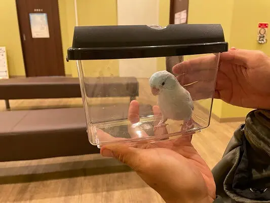 オカメインコの通院に最適な保温性の高いプラケース