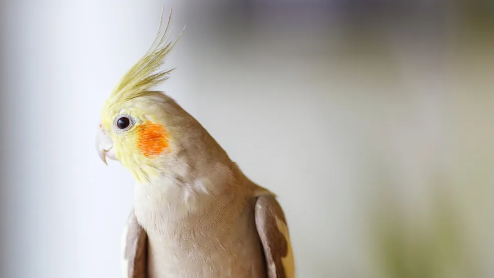 健康なオカメインコ シナモンの理想的な状態を示す写真。艶やかな羽毛と活き活きとした表情が健康管理の重要性を物語る画像