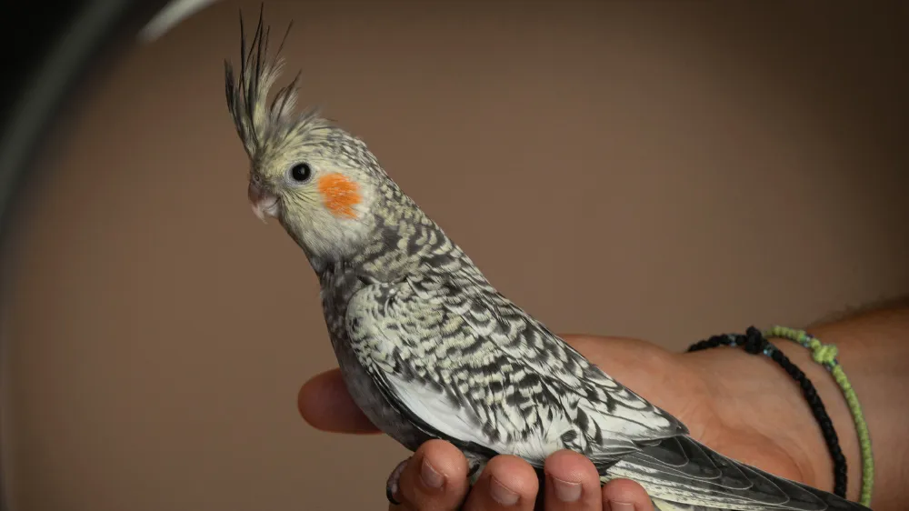 背中に真珠のような美しい模様を持つオカメインコ・パール（メス）