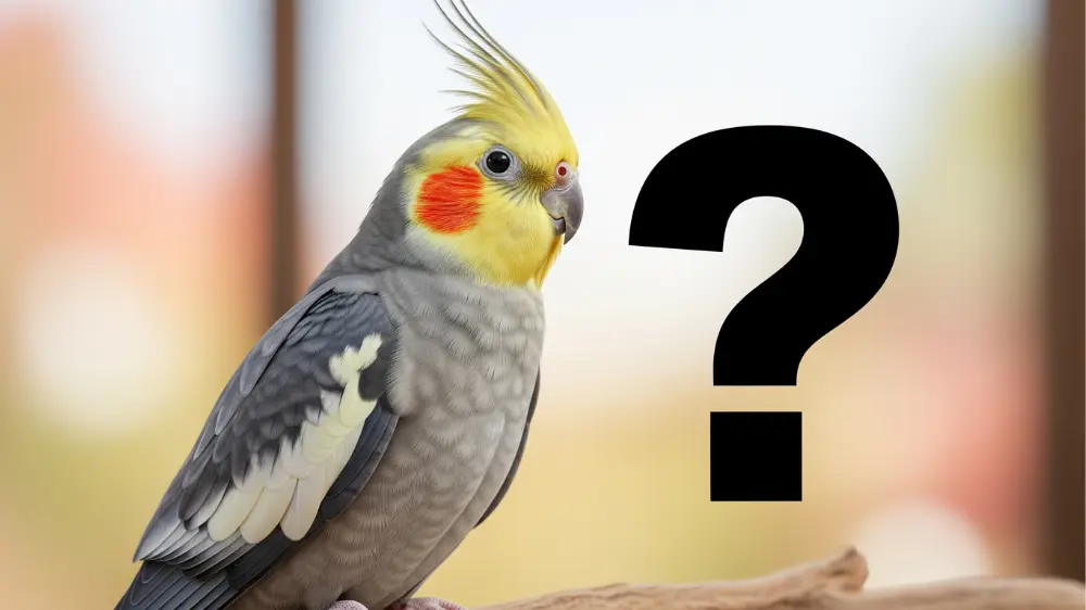 はてなマークを浮かべるオカメインコ。騒音問題に関するよくある質問（FAQ）のイメージ。