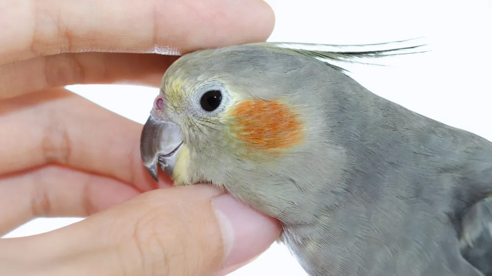 オカメインコノーマルのオスとメスの性格の違いを表現した画像で、活発なオスと穏やかなメスの対比が分かる