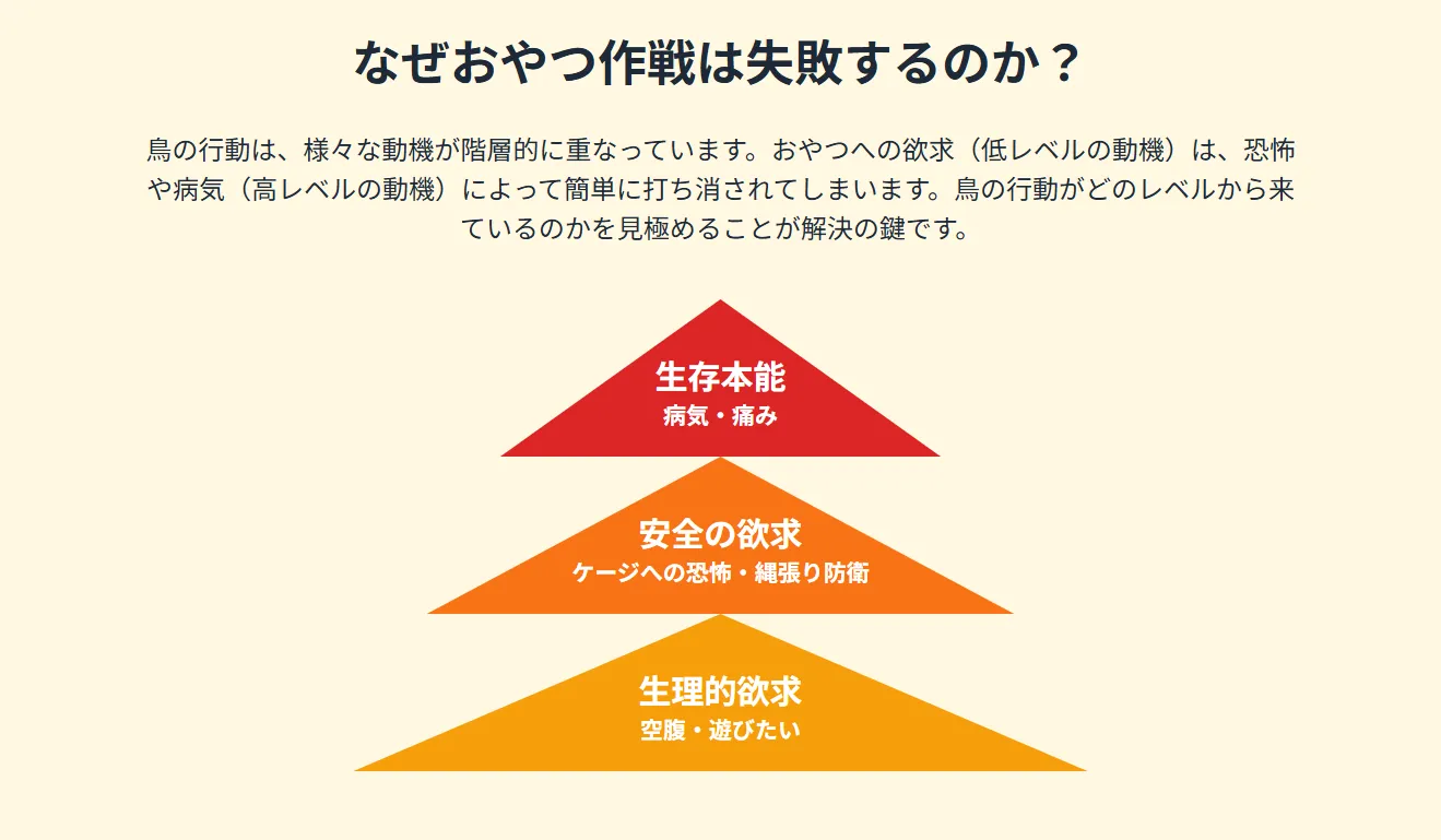 おやつを使ってオカメインコをケージに誘導するトレーニング
