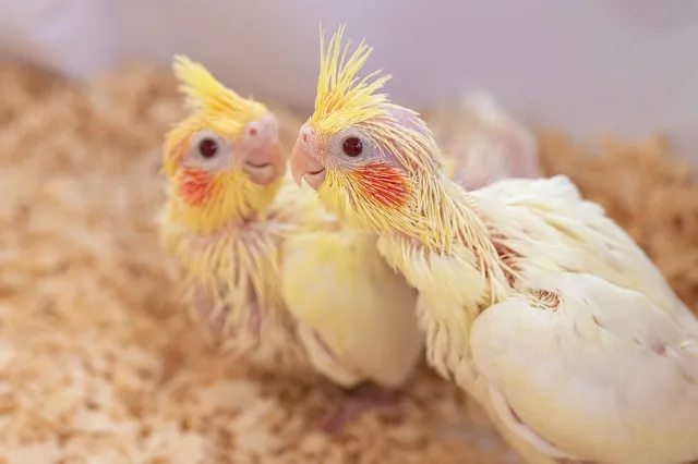 保温されたプラケースの中で飼い主を待つオカメインコの雛たち