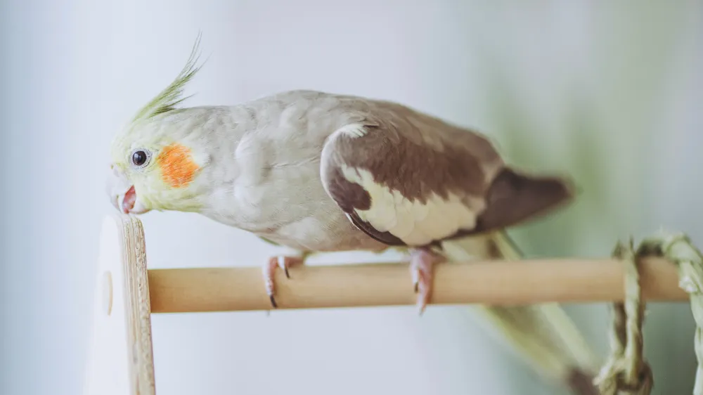 オカメインコ シナモンのオスとメスの違いを示す比較写真。顔の色合いや尾羽の模様など性別特徴が分かりやすく表現された画像