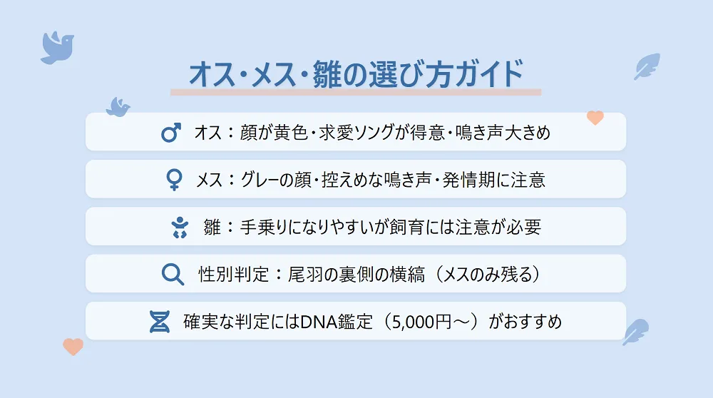 オカメインコノーマルのオス・メス・雛の選び方ガイド。それぞれの特徴を比較し、ライフスタイルに合った個体選びをサポート。
