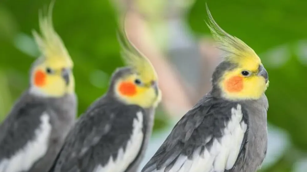 オカメインコの性格の違いを比較するイメージ。甘えん坊な子や活発な子など様々