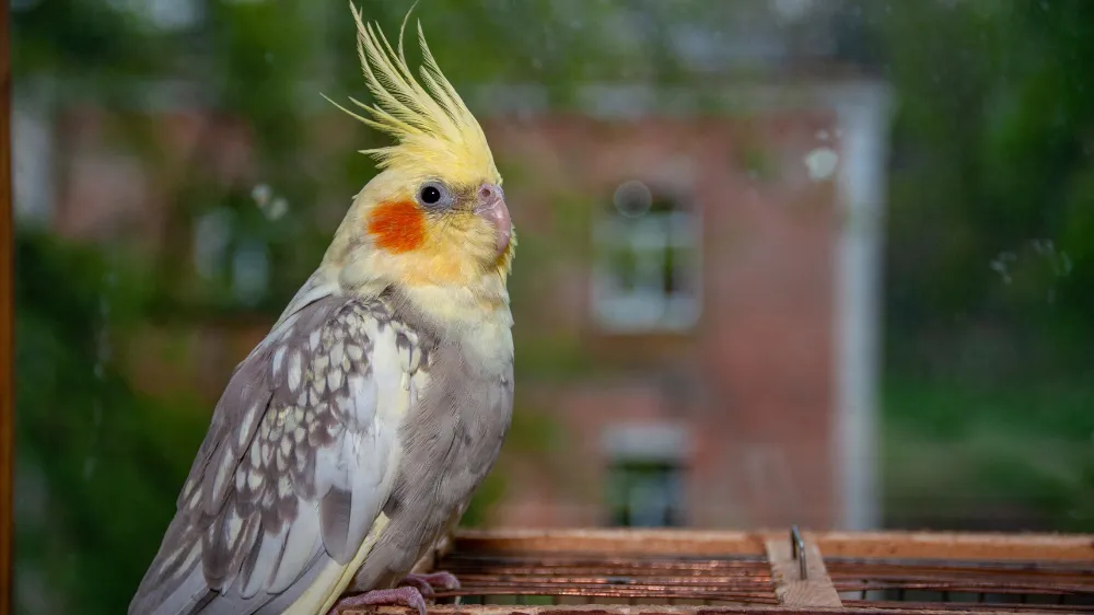 長年連れ添った飼い主の肩に乗り、親愛の情を示す年配のオカメインコ