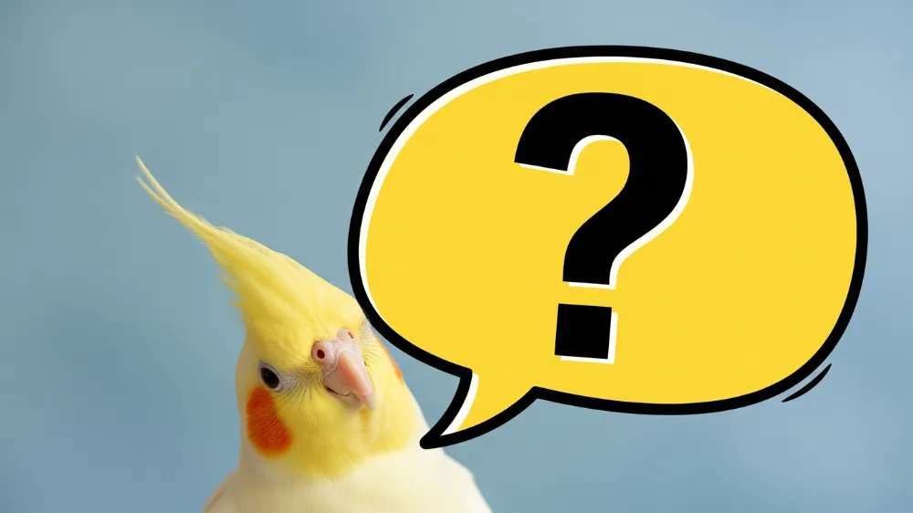 首をかしげて飼い主を見上げるオカメインコと、はげに関する疑問符のイラスト