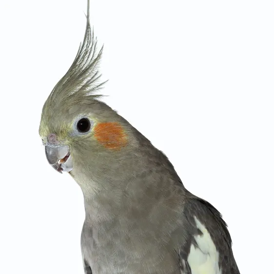 新聞紙を細かくちぎるオカメインコメス。発情期に見られる典型的な巣作り行動で、抑制が必要なサイン。