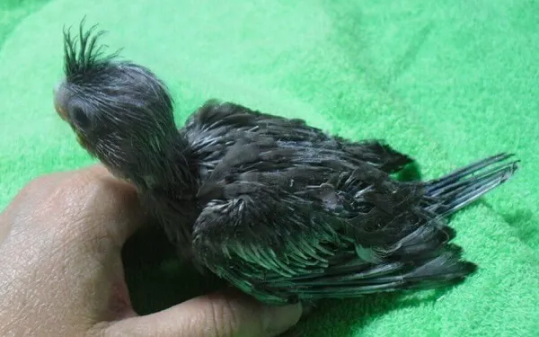 オカメインコホワイトフェイス・ノーマルの雛。適正価格は2.8万円から4万円程度。