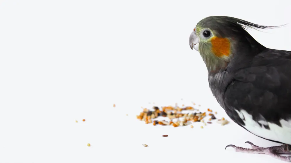 一人で皮付きシードをついばむ練習をするオカメインコの雛。一人餌への移行段階。