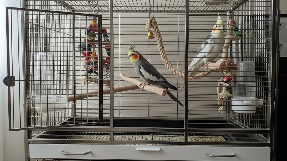 ストレスなく過ごせる適切なケージ環境。床ではなく止まり木でリラックスするオカメインコ。
