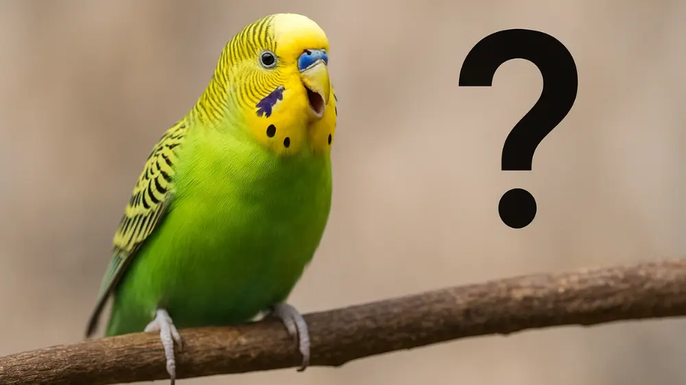 首をかしげて不思議そうな顔をするセキセイインコ。「ピュロロ」という鳴き声に関する飼い主の疑問を表現した画像