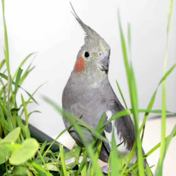 オカメインコのメスの寿命に関するよくある質問(FAQ)。卵詰まり、ペレット選び、発情対策など飼い主の疑問に回答。