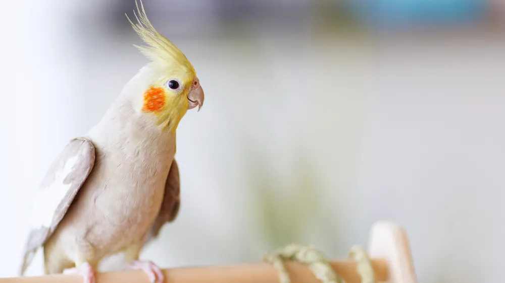 オカメインコ シナモンの美しいブラウン系の羽色とブドウ色の瞳が特徴的な写真。温和な表情で止まり木に止まる姿