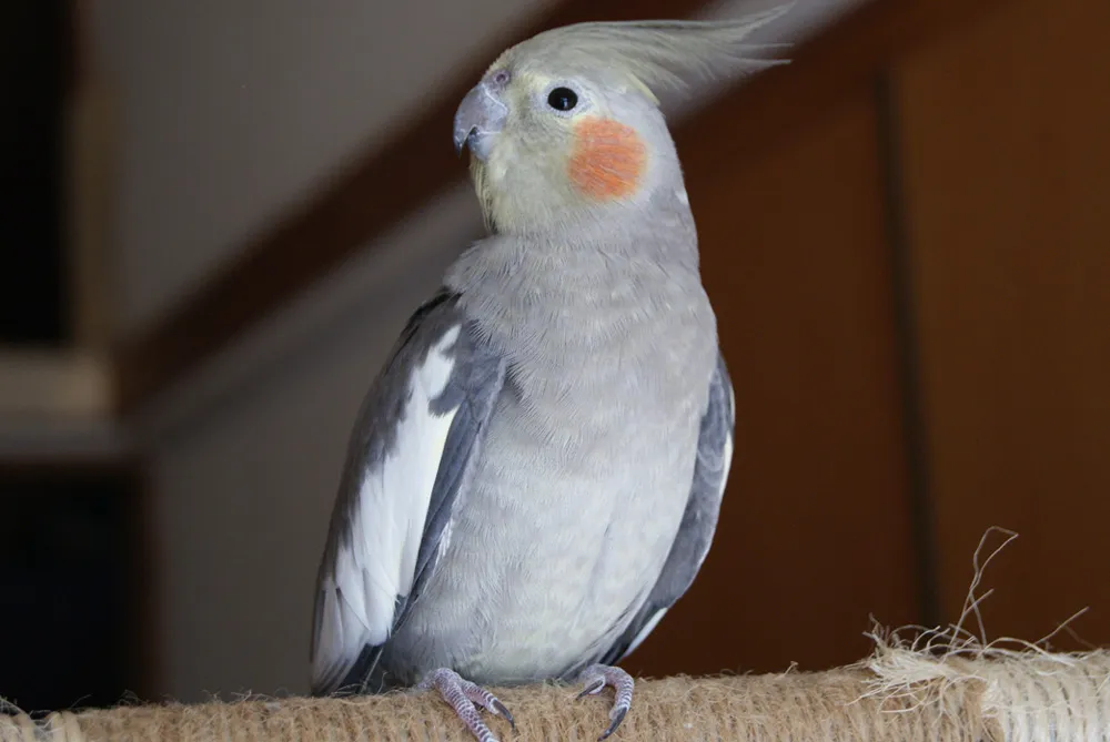 止まり木で落ち着いた様子を見せるオカメインコノーマルのメス。オスに比べて穏やかなグレーの顔つきが特徴的。