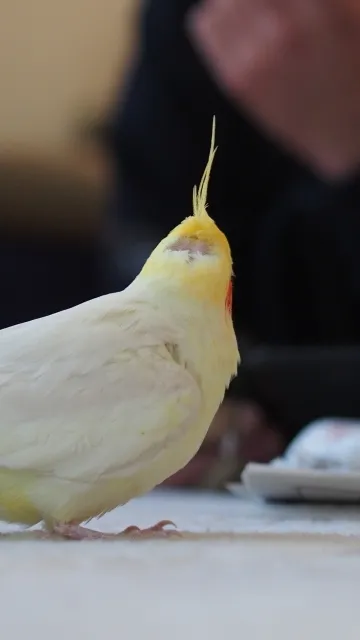 冠羽を上げたオカメインコルチノーの頭頂部に見える典型的で遺伝的なはげ