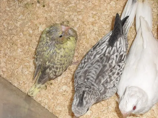 首をかしげて不思議そうな顔をするオカメインコ・ホワイトフェイスの雛