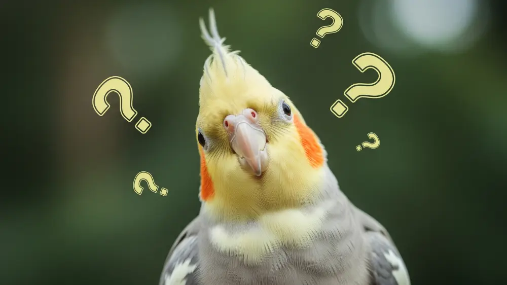 疑問符の吹き出しの前で首をかしげる可愛らしいオカメインコ