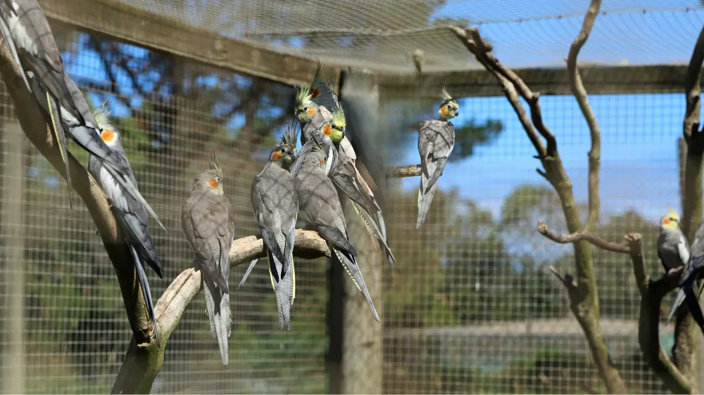 飼い主の手の中で安心しきった表情を見せる長寿のオカメインコノーマルグレー