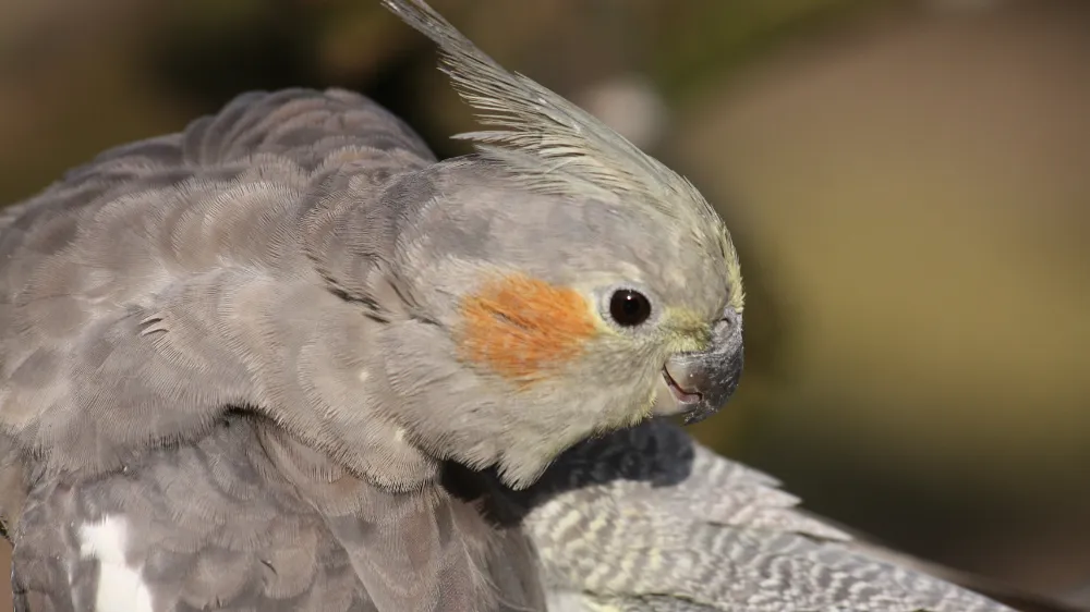 オカメインコノーマルのメスの尾羽の黄色い縞模様の画像