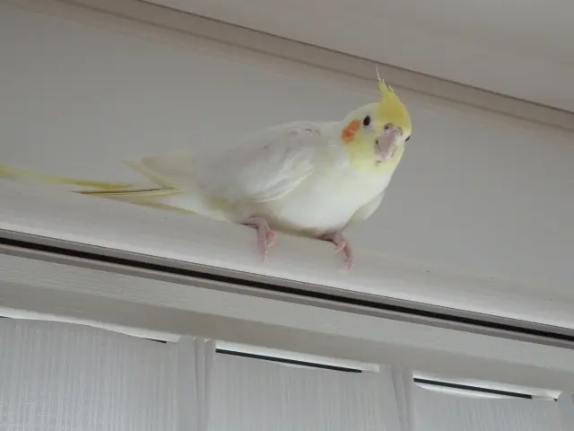 オカメインコがケージに戻らず飼い主の手から逃げようとしている様子を示す画像