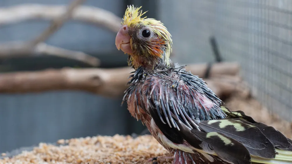 獣医師に聴診器で健康チェックをしてもらうオカメインコの雛。病気の早期発見の重要性。