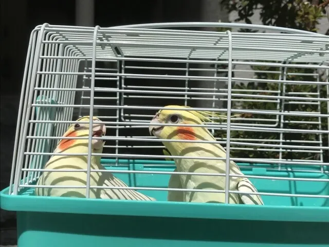 オカメインコの移動用ケージ選びで比較される金網・プラスチック・リュックタイプ