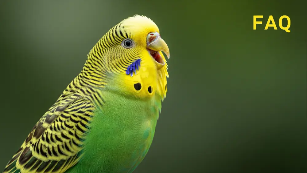 首をかしげて飼い主を見つめるセキセイインコ。鳴き声がおかしい時のよくある質問について解説。