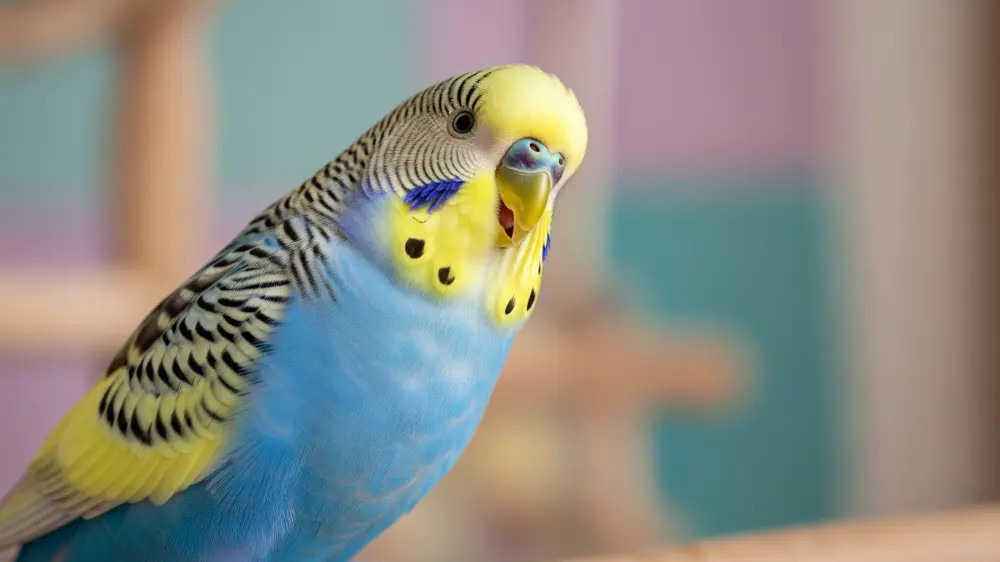 「ギギギ」と鳴きながら、新しいおもちゃに興味津々なセキセイインコ