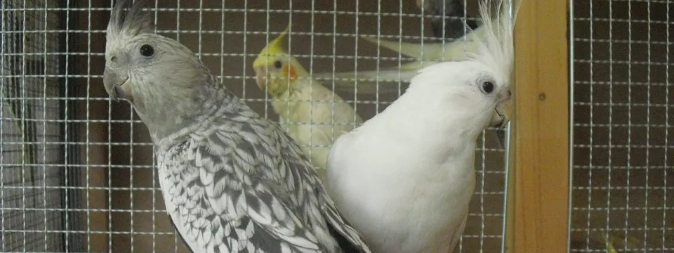 止まり木でこちらを見つめる健康的なオカメインコ・ホワイトフェイス。品種は弱くないことを象徴する一枚。