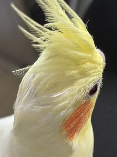 水浴び後で濡れて、頭頂部のはげがより分かりやすくなったオカメインコルチノー