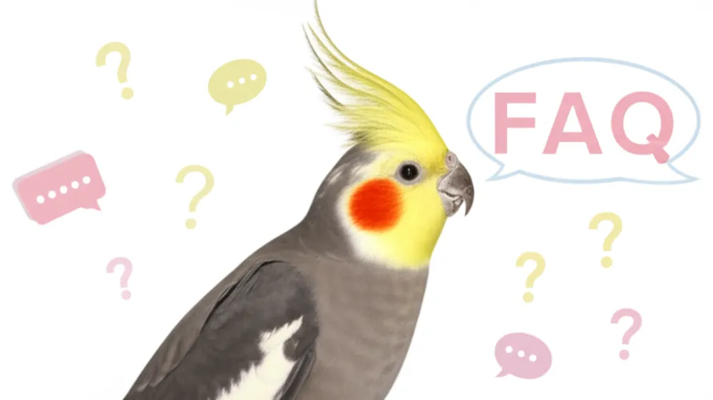 疑問符 オカメインコ 質問 初心者 飼育相談