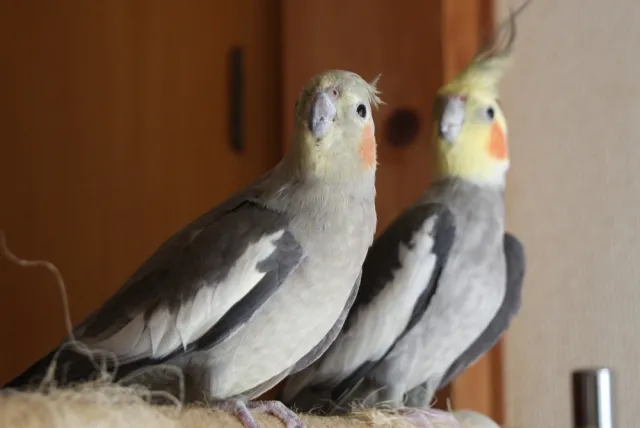 オカメインコ 雛 性別判定前 外見 類似 見分け方 困難