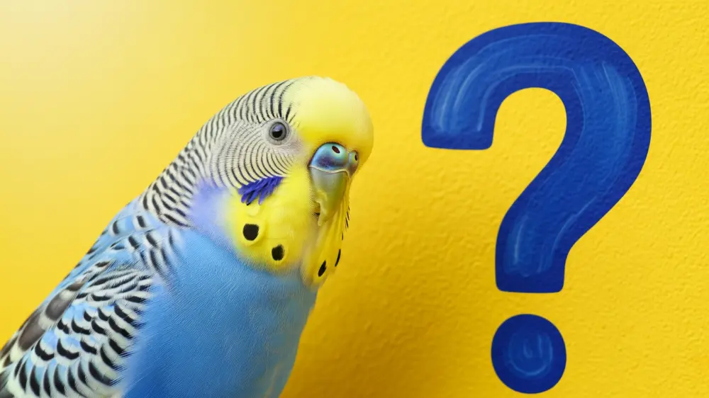セキセイインコの知能について疑問を持つ飼い主のイメージ