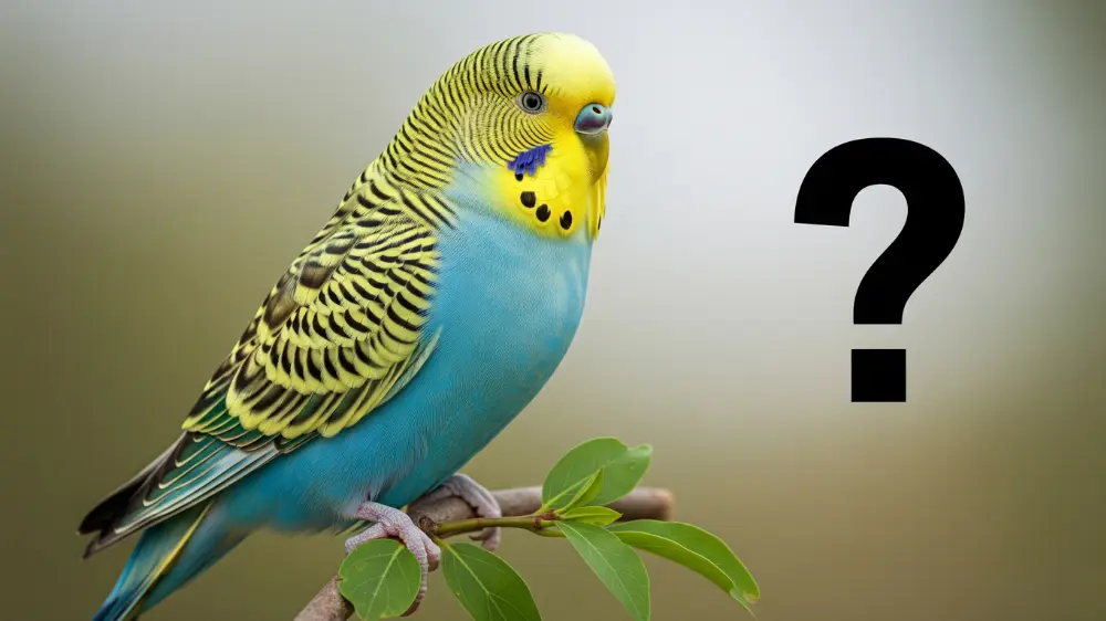 発情期の鳴き声について悩む飼い主と、疑問に答えるセキセイインコのイラスト