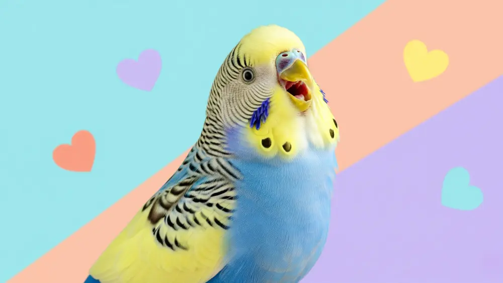 発情期の美しい求愛のさえずりを披露するオスのセキセイインコ。色鮮やかな羽毛と集中した表情で鳴いている様子