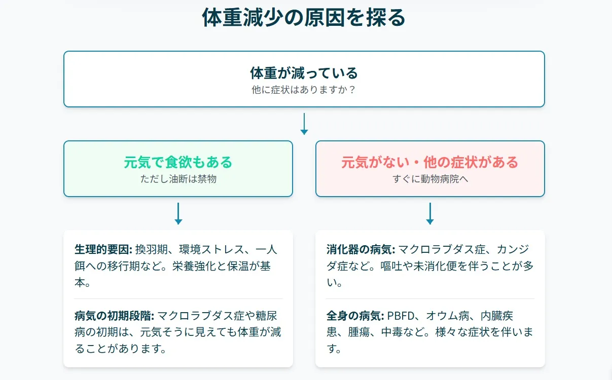 動物病院で診察を受けるオカメインコ。病気の早期発見と治療の重要性を示している。