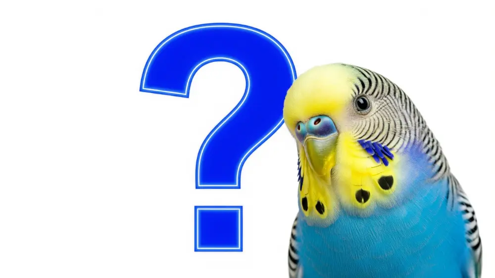 疑問符の前で首をかしげ、甘える鳴き声について質問しているようなセキセイインコ
