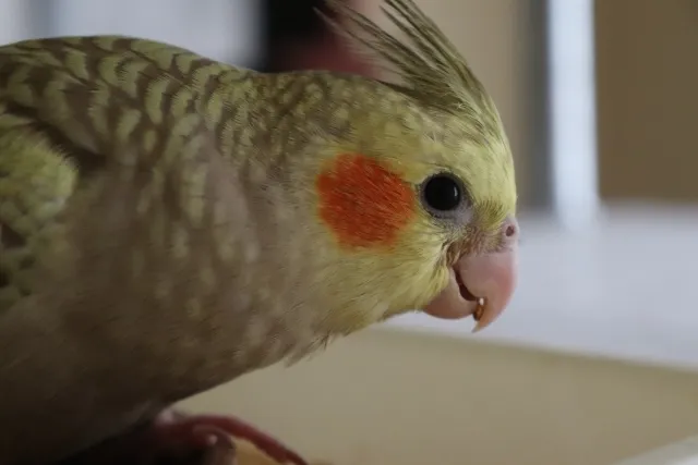 オカメインコシナモンパールの飼育に関する疑問（Q&A）を解決するイメージ画像