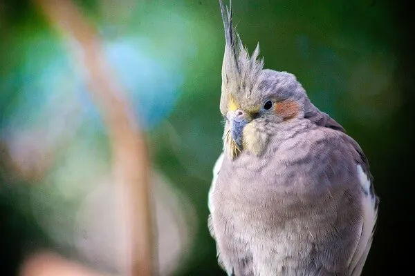 オカメインコノーマルメスと飼い主が築いた深い信頼関係と幸せな共生生活を表現した温かい家族写真