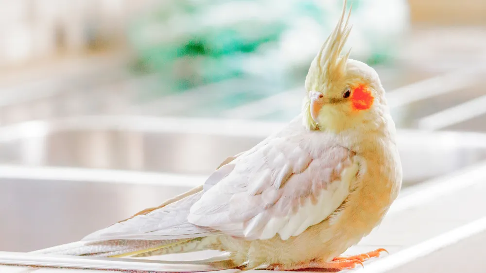 巣作り行動をするメスのオカメインコ。発情期特有の体重増加と行動変化を示す画像。