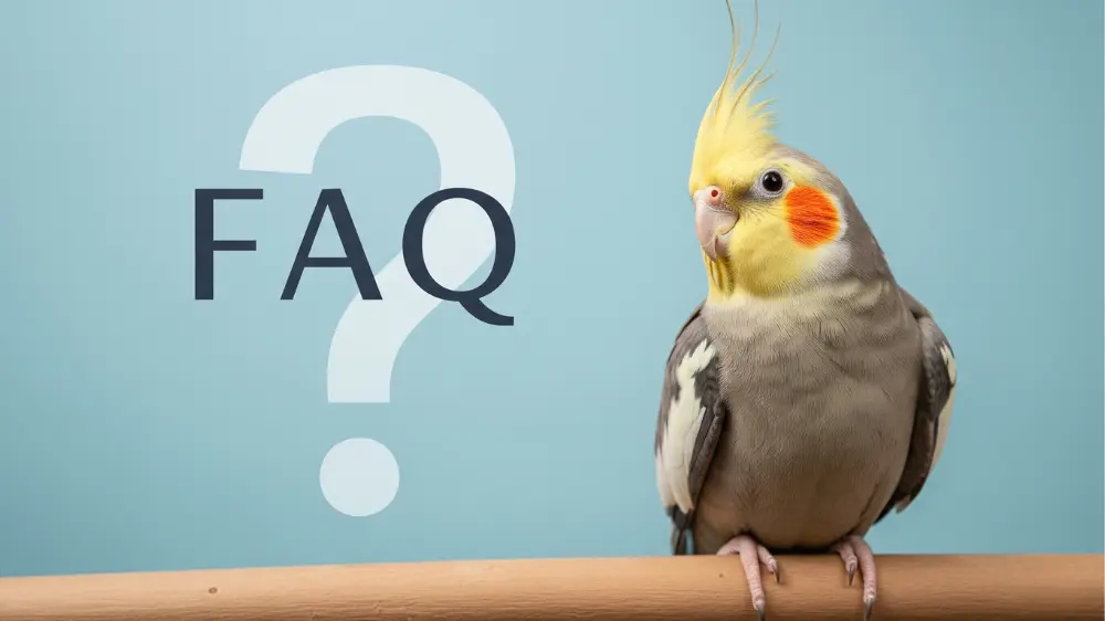 オカメインコの鳴き声に関するよくある質問に答えるQ&A形式のイラスト