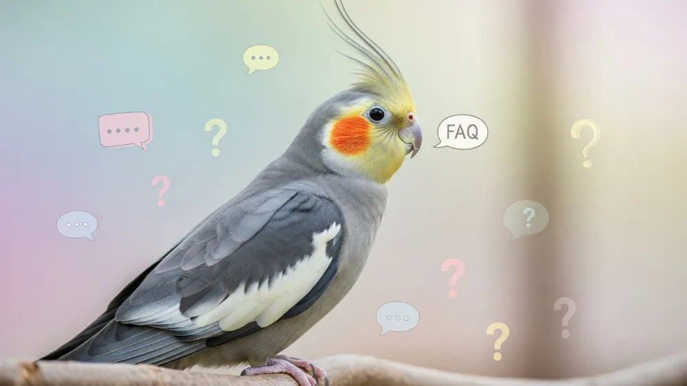オカメインコのケージ設置について疑問を持つ飼い主